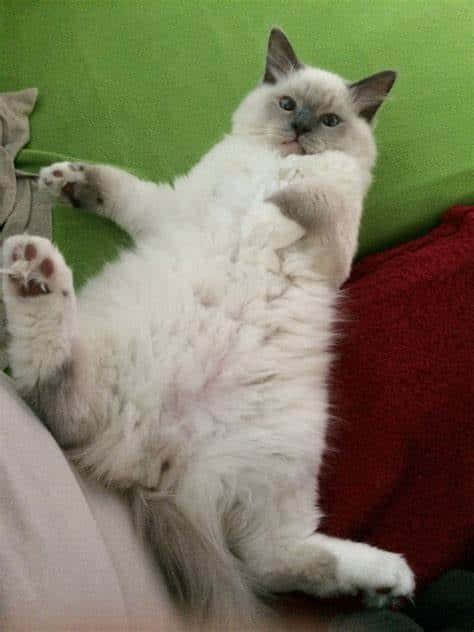 Cute Funny Cat Ragdoll Asking Belly Rubs Pictures