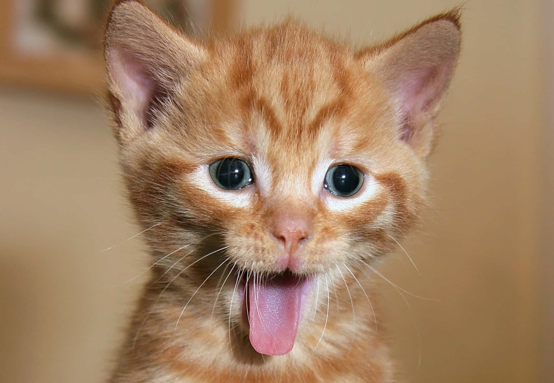 Søde sjove kat opkast reaktions tunge ud billeder tapet