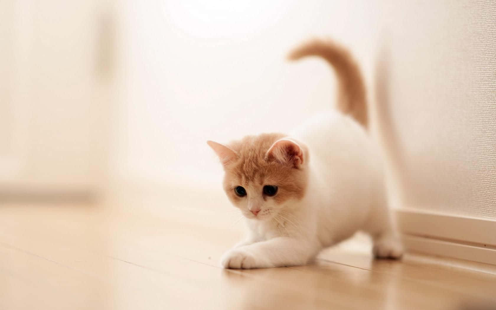 Niedlichelustige Katze Spielt Bow-pose Bilder