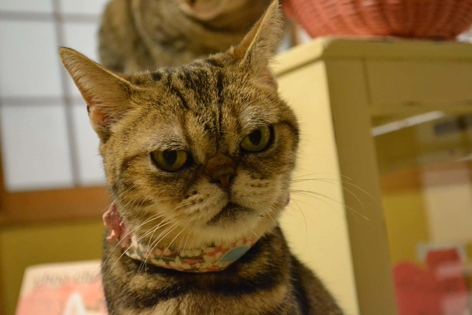 Niedlichelustige Katze Mit Wütendem Grantigen Gesicht Fotos