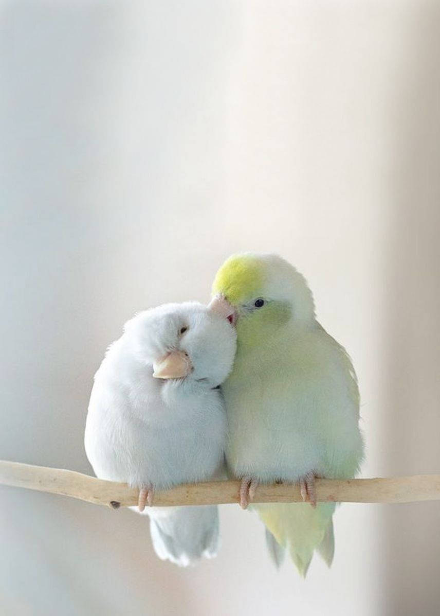 Cute Fuzzy Love Birds Wallpaper