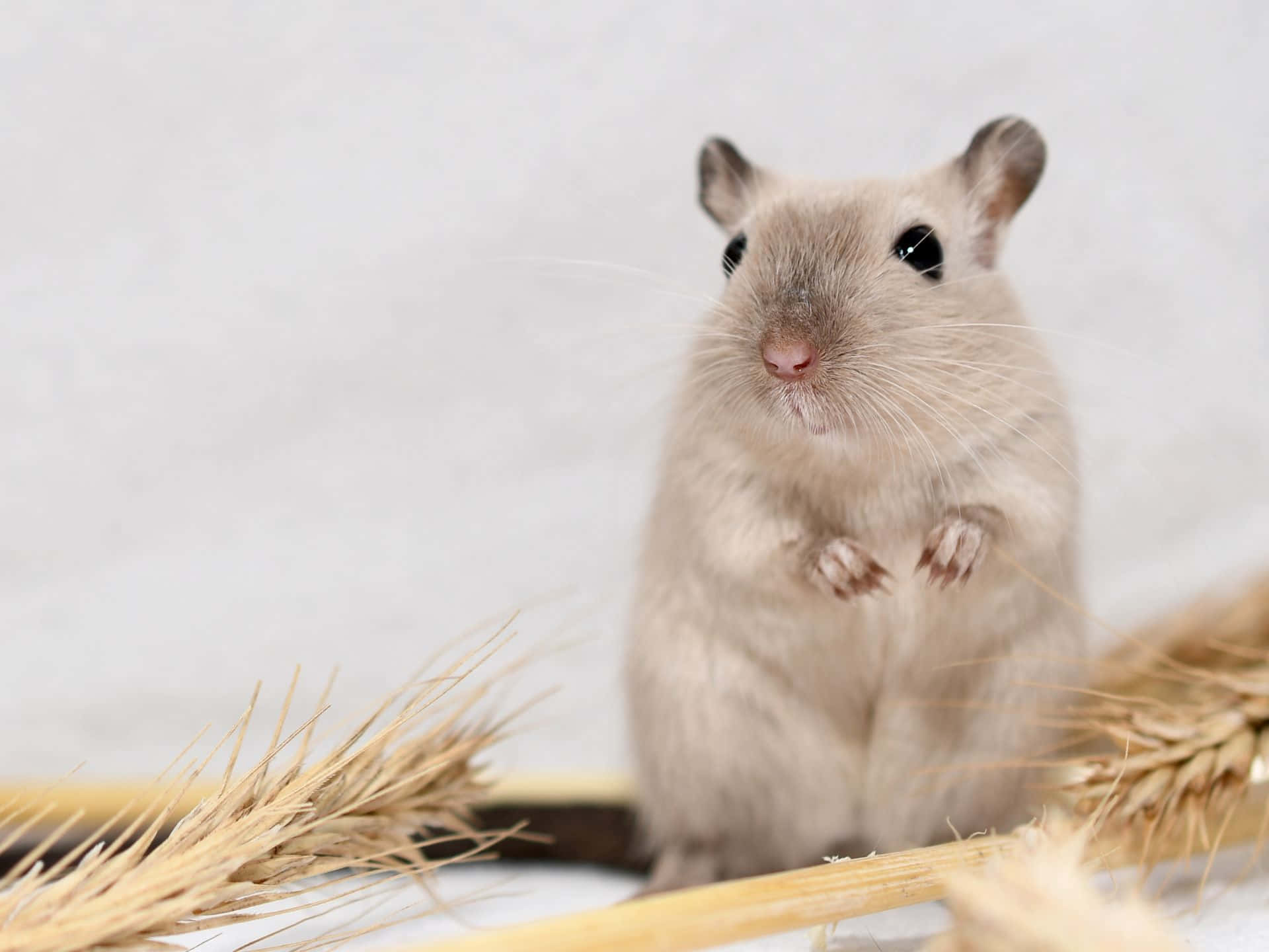 Cute Gerbil Standing With Wheat Stalks Wallpaper