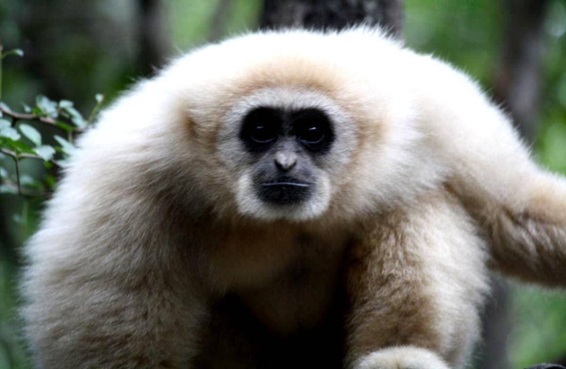 Cute Gibbon Ape Wallpaper