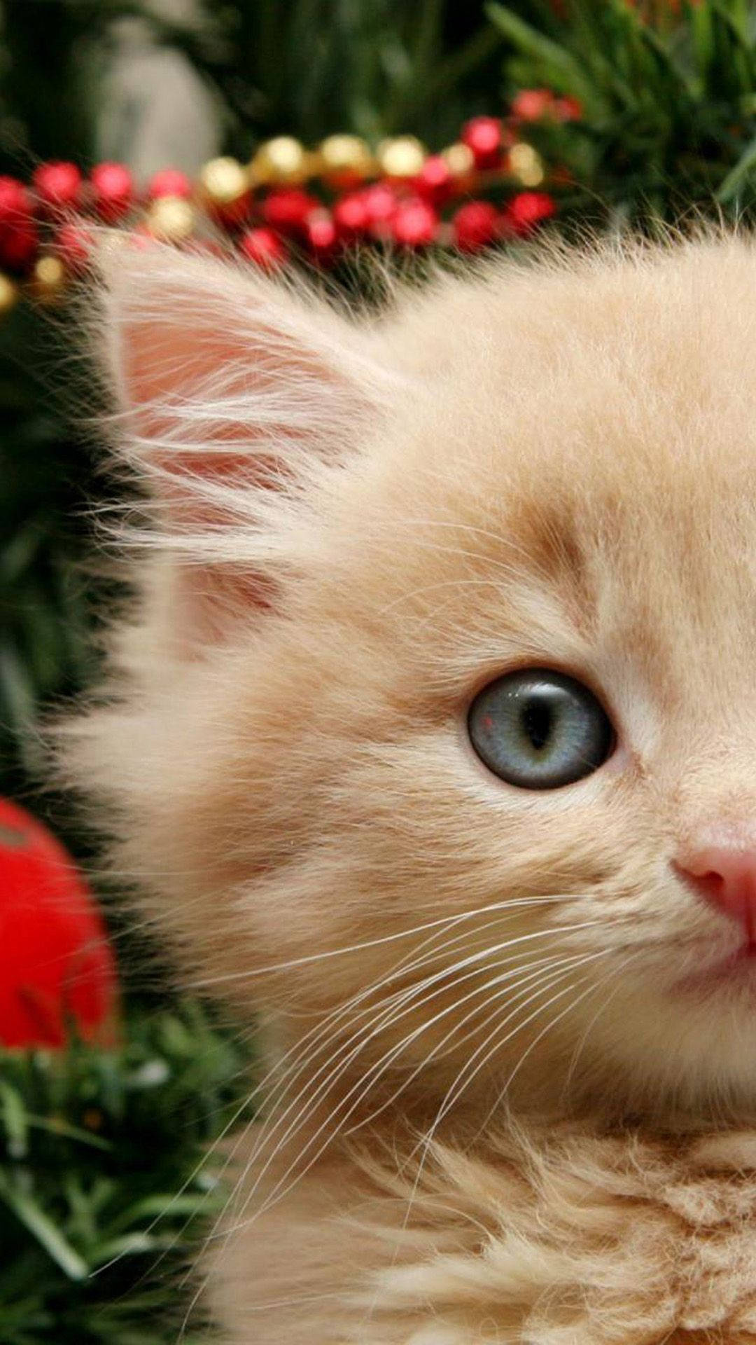 Cute Ginger Cat Iphone Christmas Background