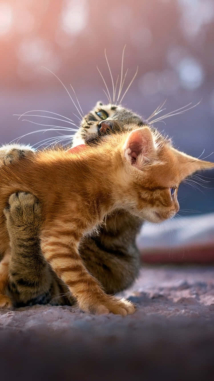 Cute Ginger Kitten Hugged By Tabby Cat Wallpaper