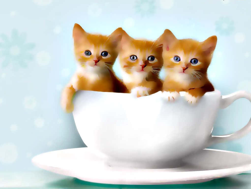 Cute Ginger Kittens Inside Teacup Wallpaper