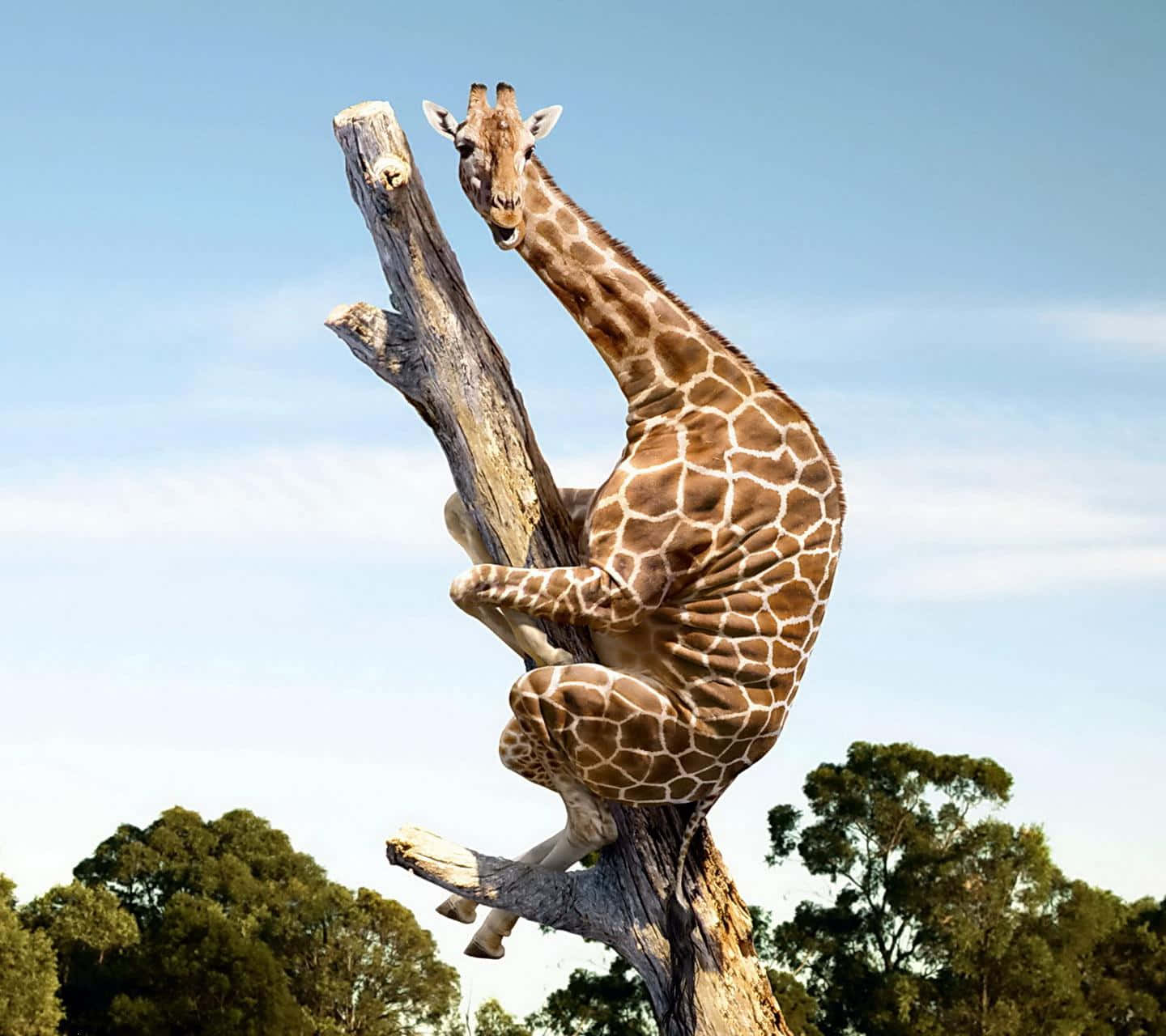 Cute Giraffe Hugs A Tree Trunk Wallpaper
