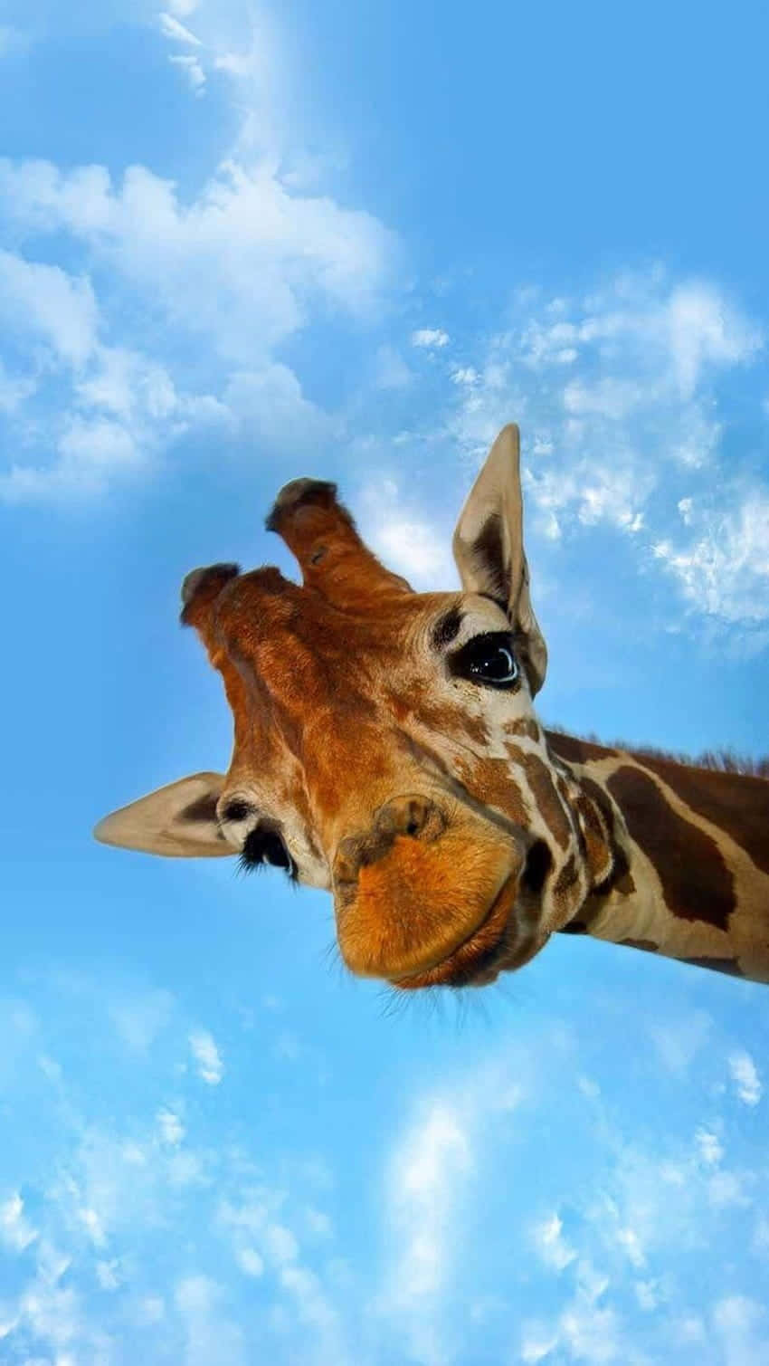 Cute Giraffe Looking Down At The Camera Wallpaper