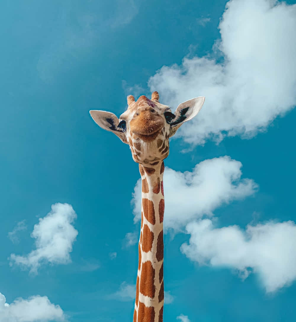 Cute Giraffe With Long Neck On Cloudy Sky Picture