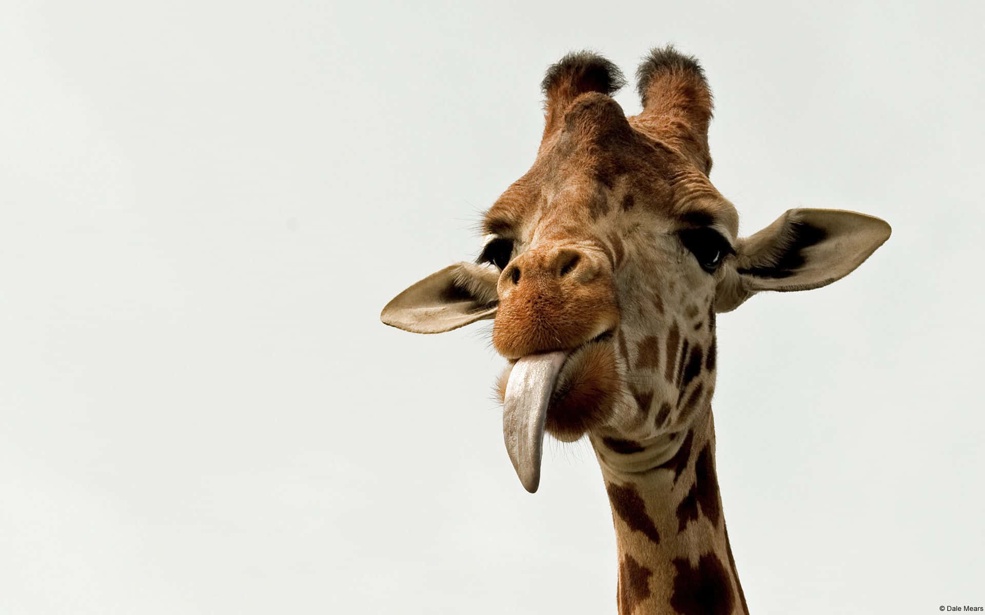 Imagemfofa De Uma Girafa Mostrando A Língua.