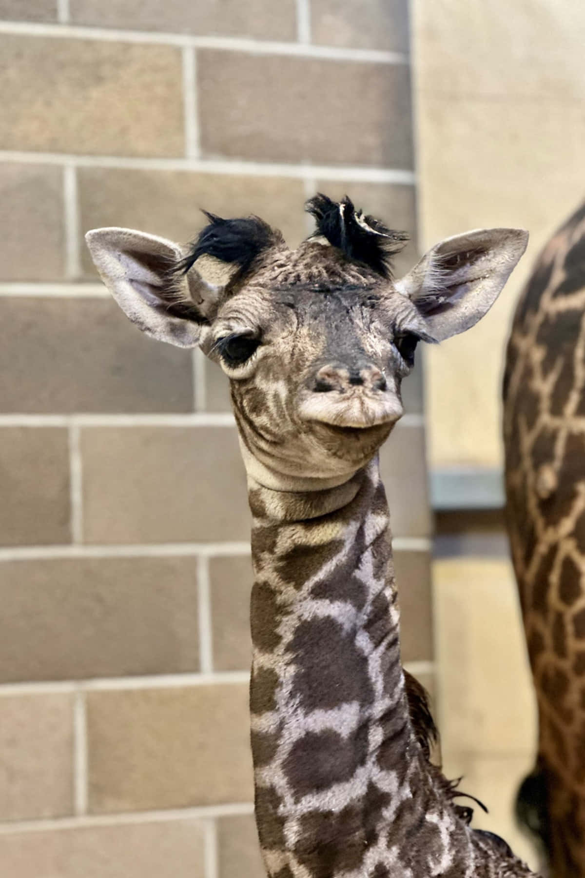 Niedlichesbild Von Einem Lächelnden Giraffenbaby.