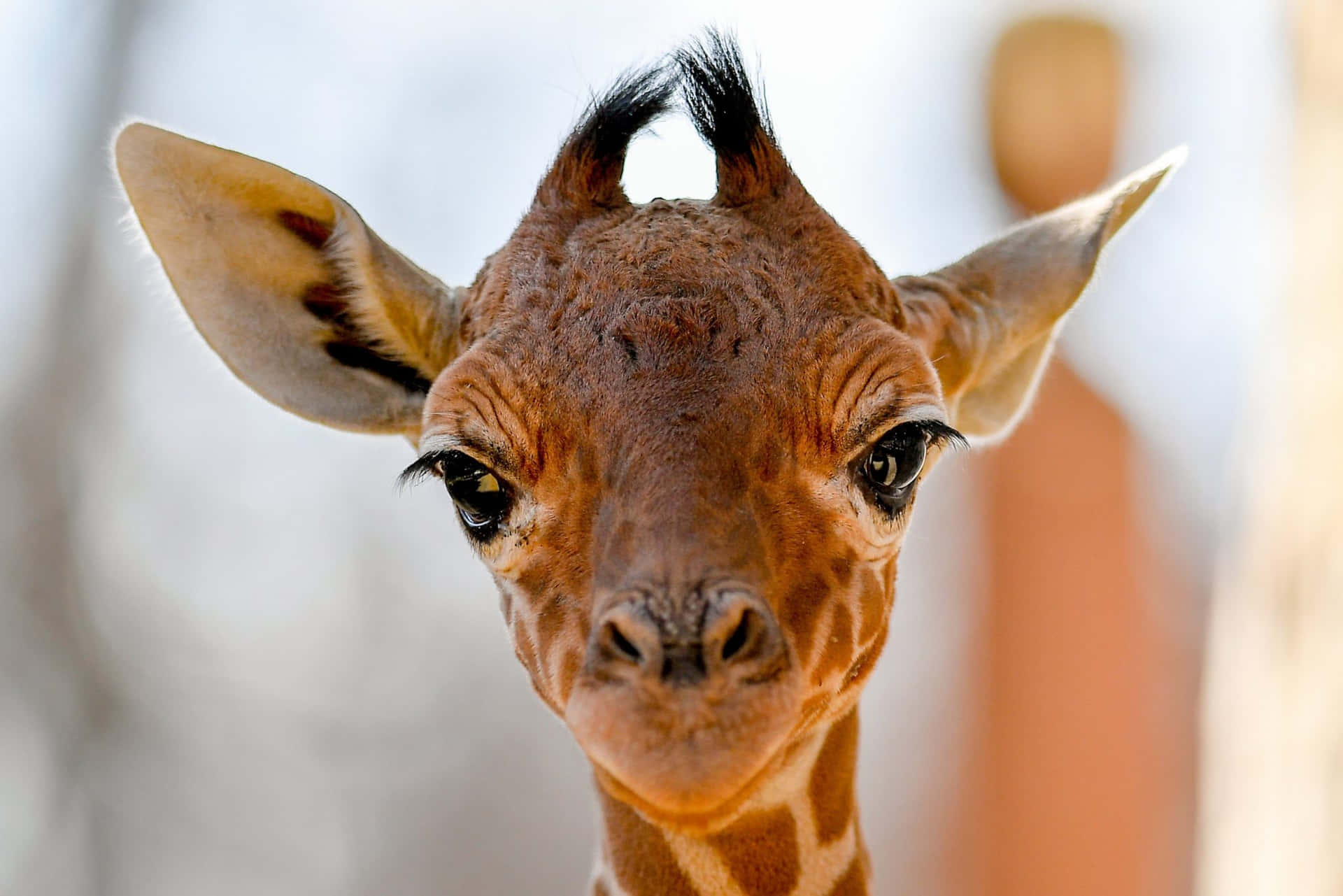 Cute Giraffe Smiling Close-up Picture