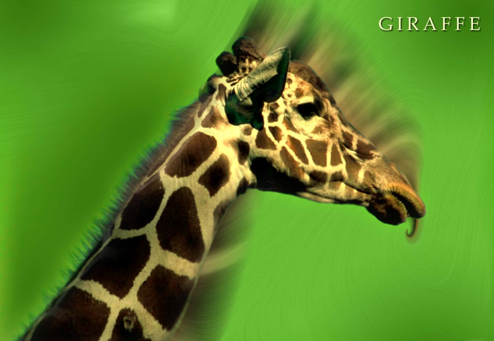 Cute Giraffe With Motion Blurred Shadow Wallpaper