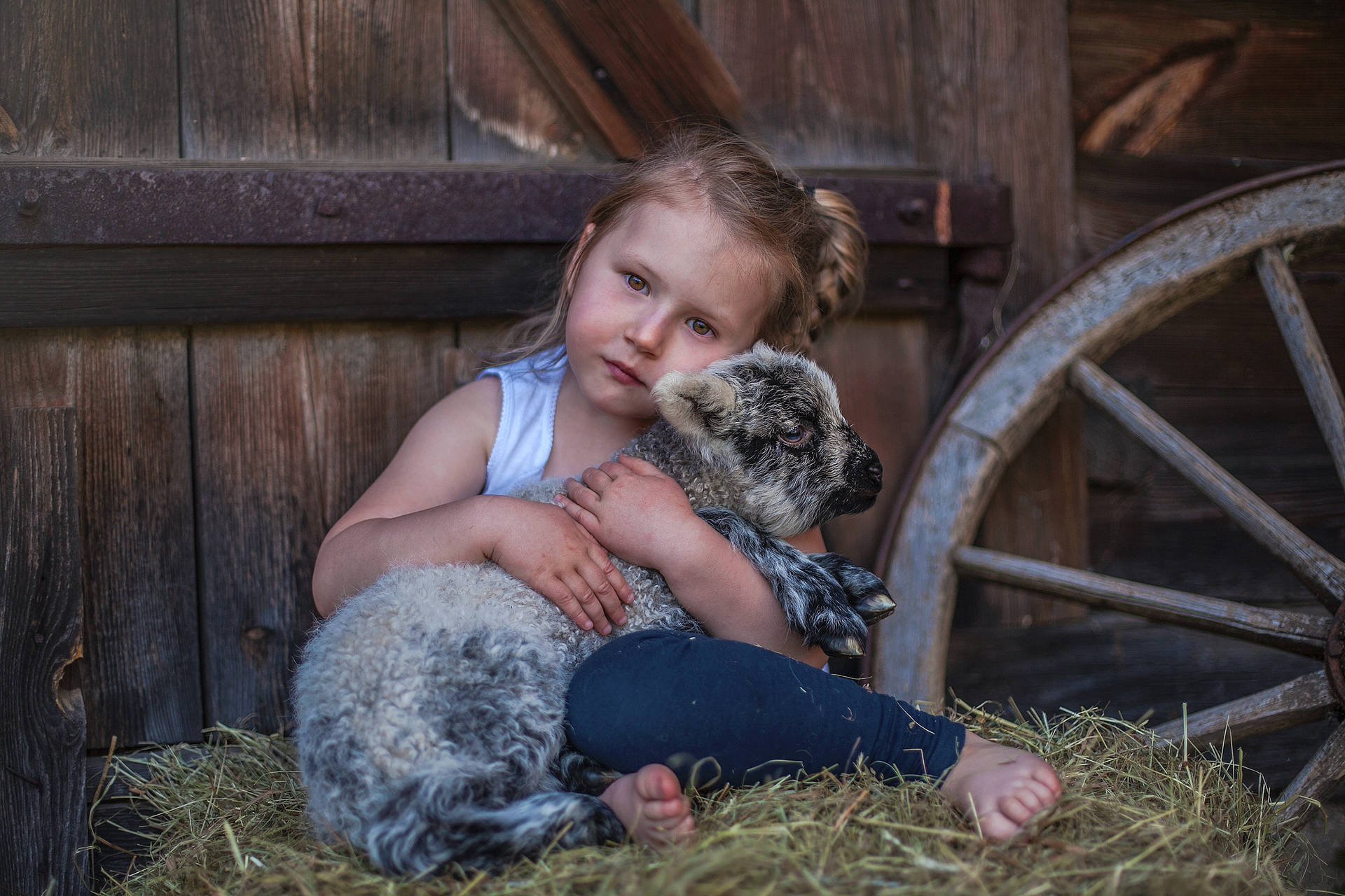 Cute Girl With Sheep In A Barn Wallpaper