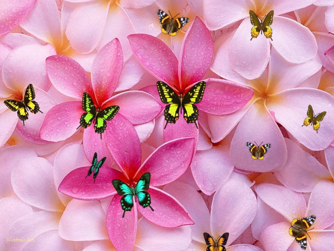 Cute Girly Fiori E Farfalle Sfondo