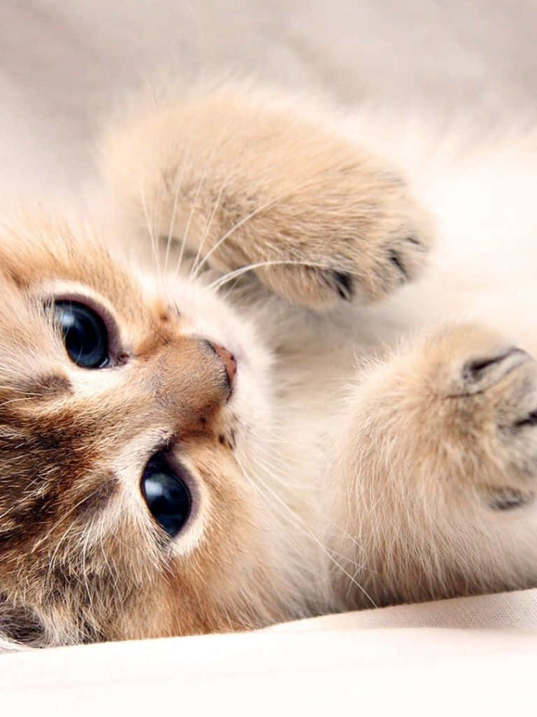 Tải xuống APK Cute Kittens Wallpaper cho Android