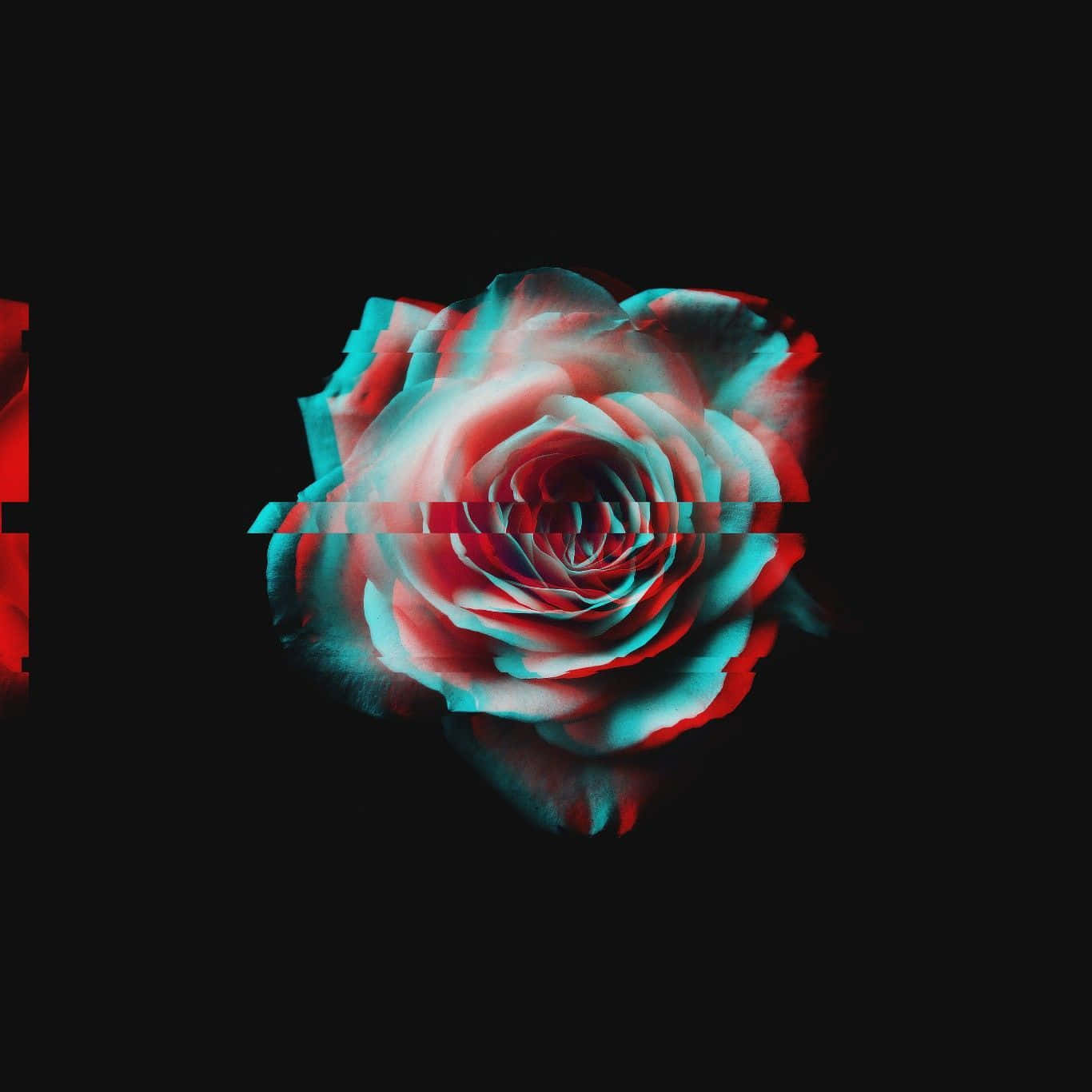 A Red Rose With A Black Background Wallpaper