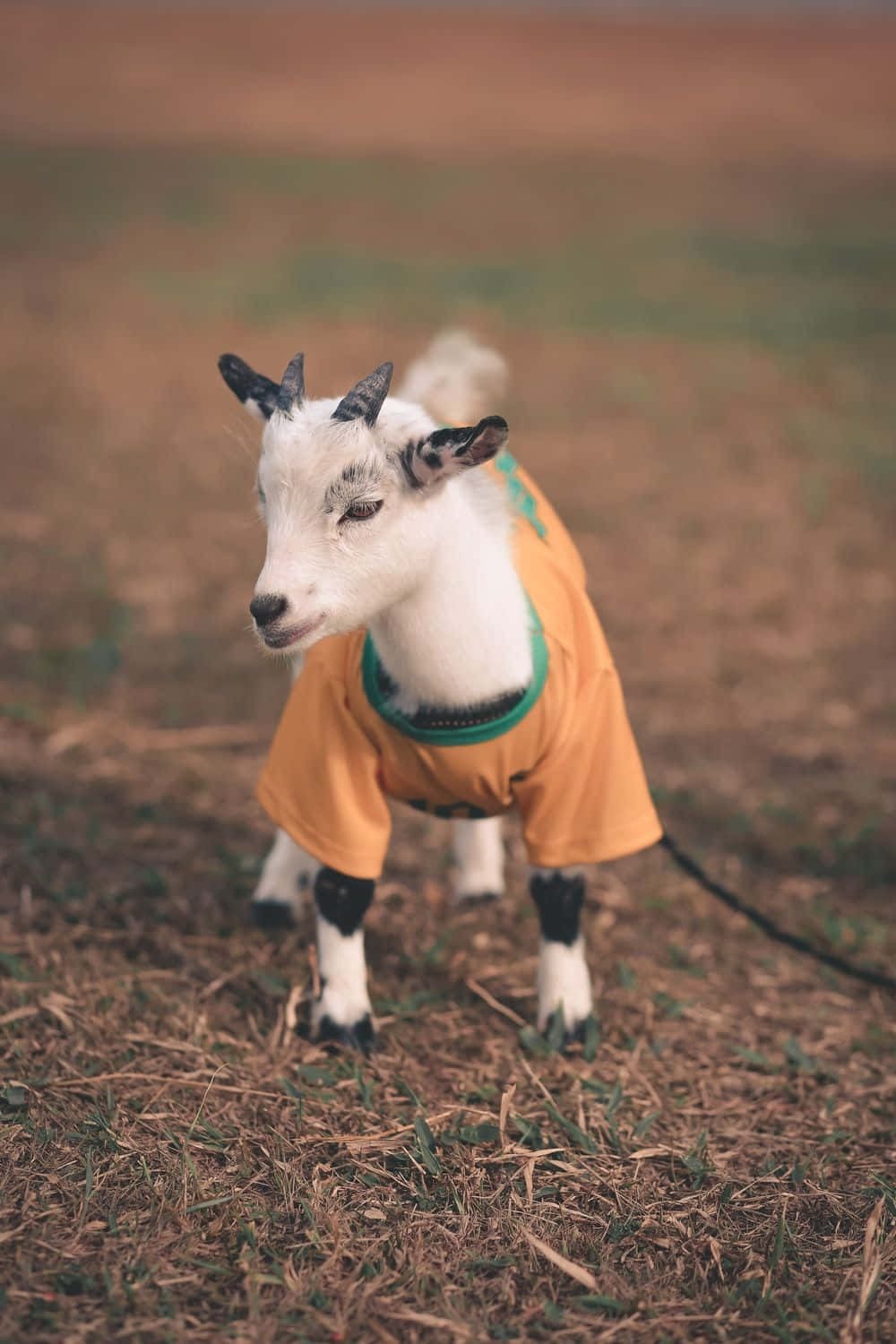 Cute Goat Wearing Orange Shirt Picture