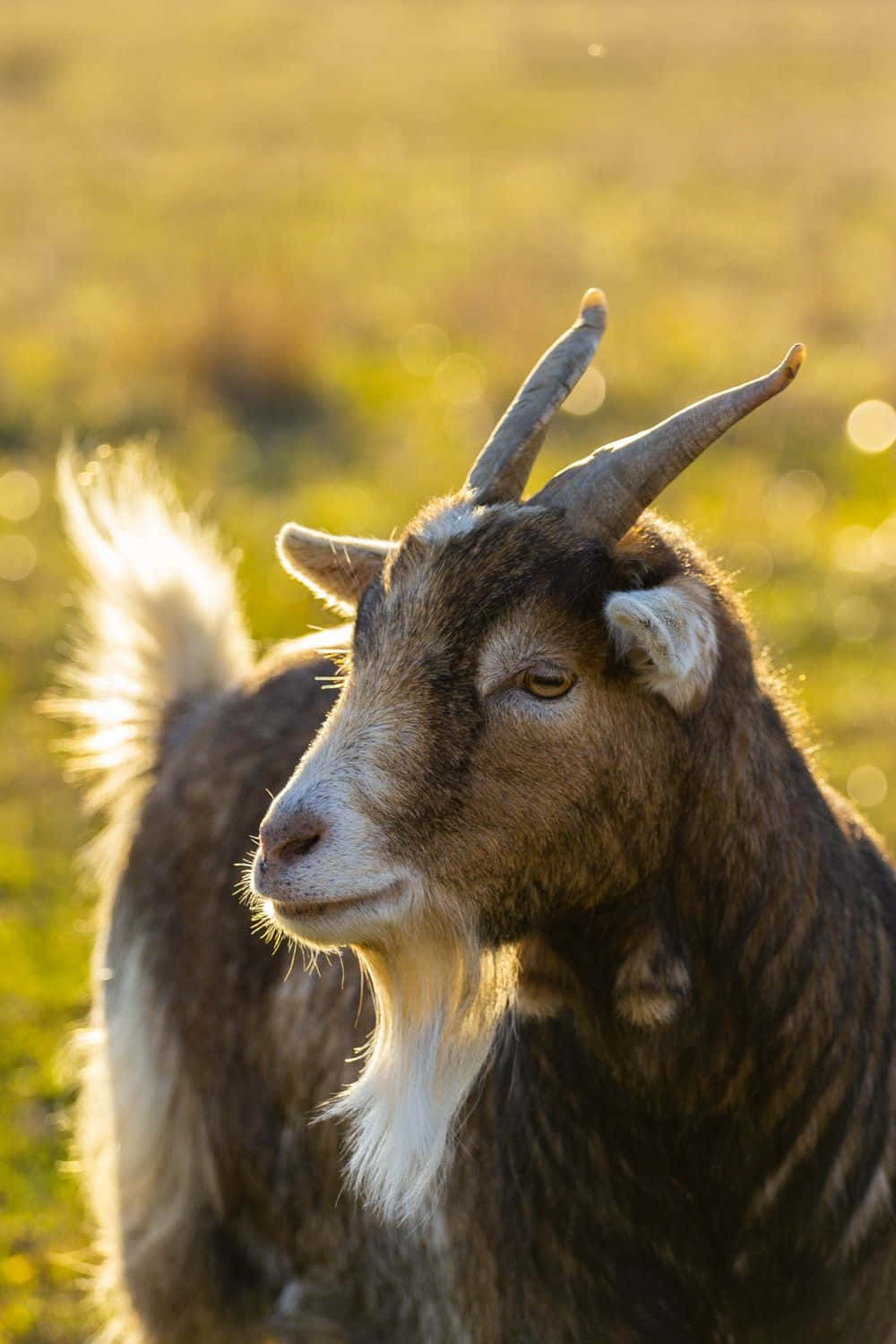 Cute Goat Against Blurred Grass Picture