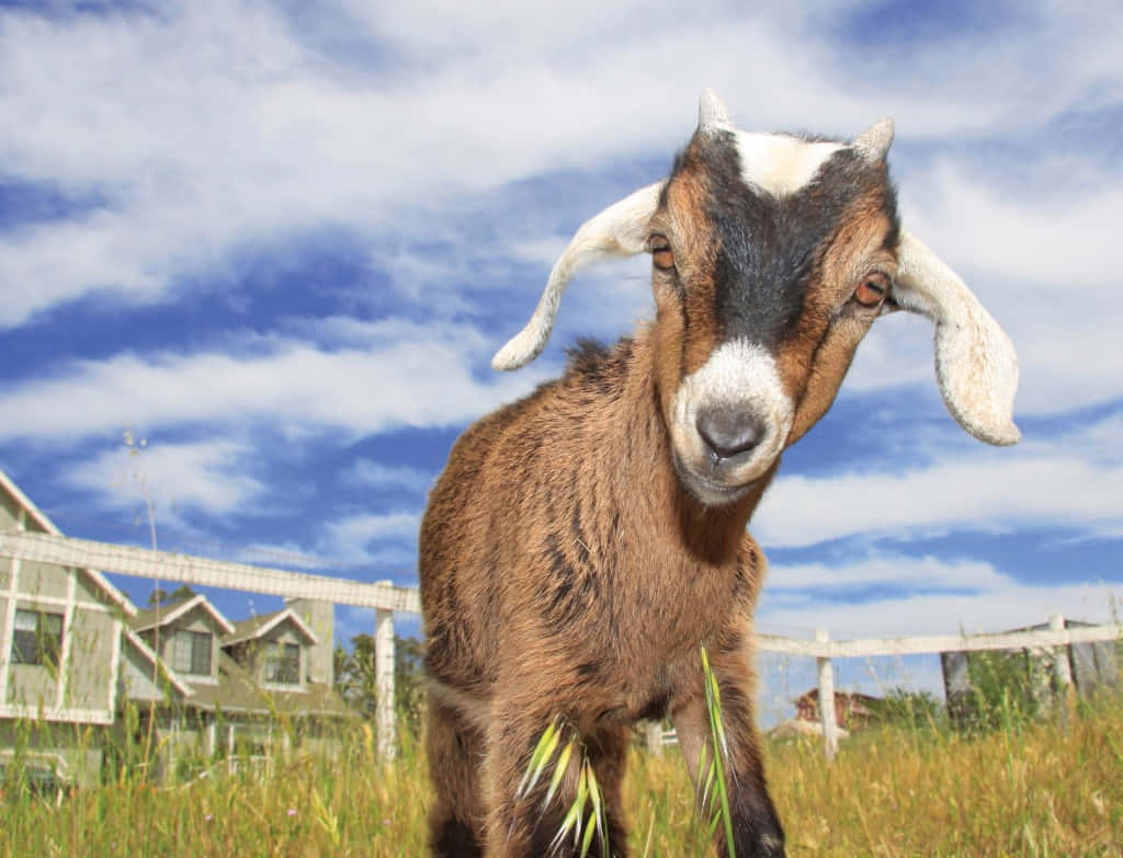 Cute Goat Against Blue Sky Picture