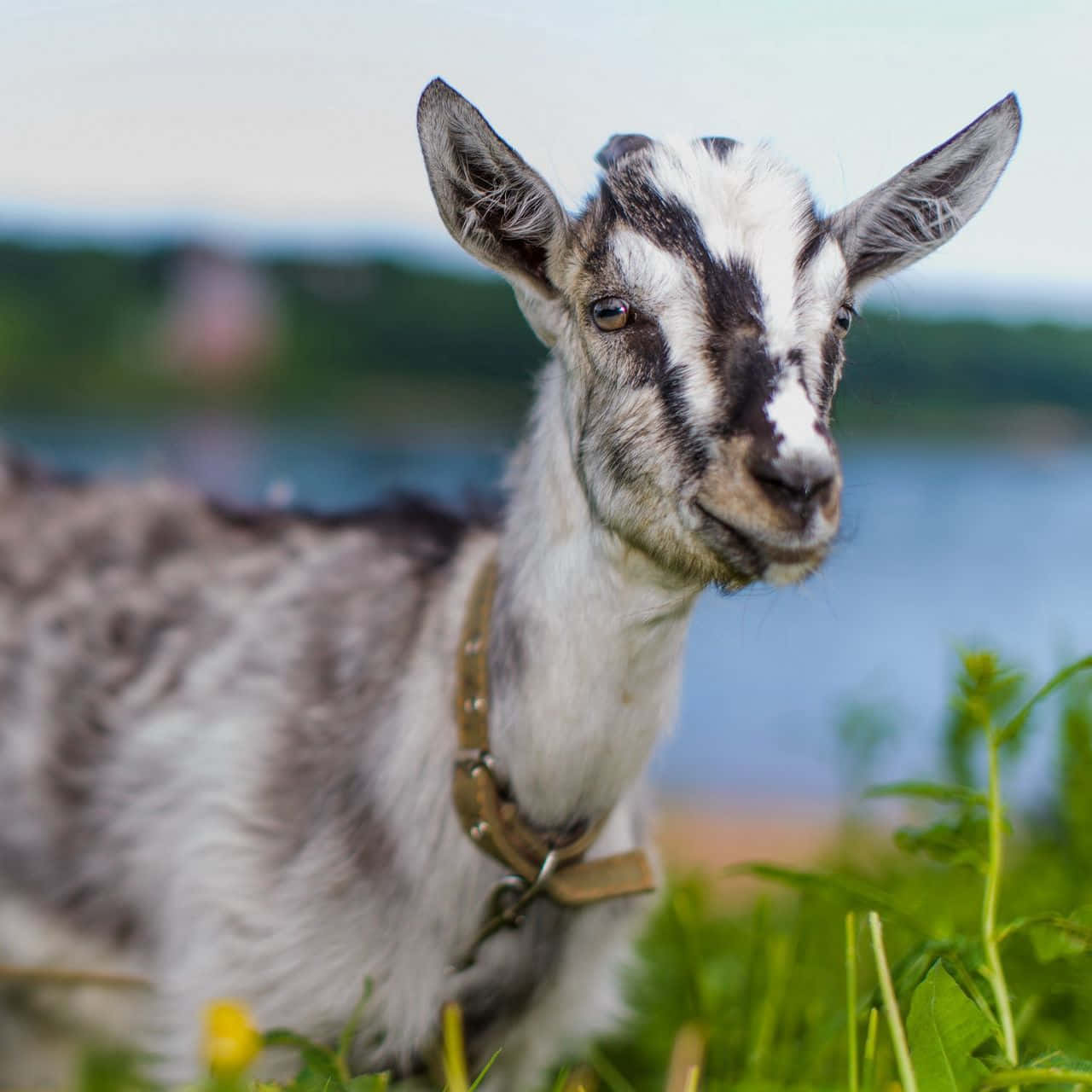 Cute Goat With Leather Collar Picture