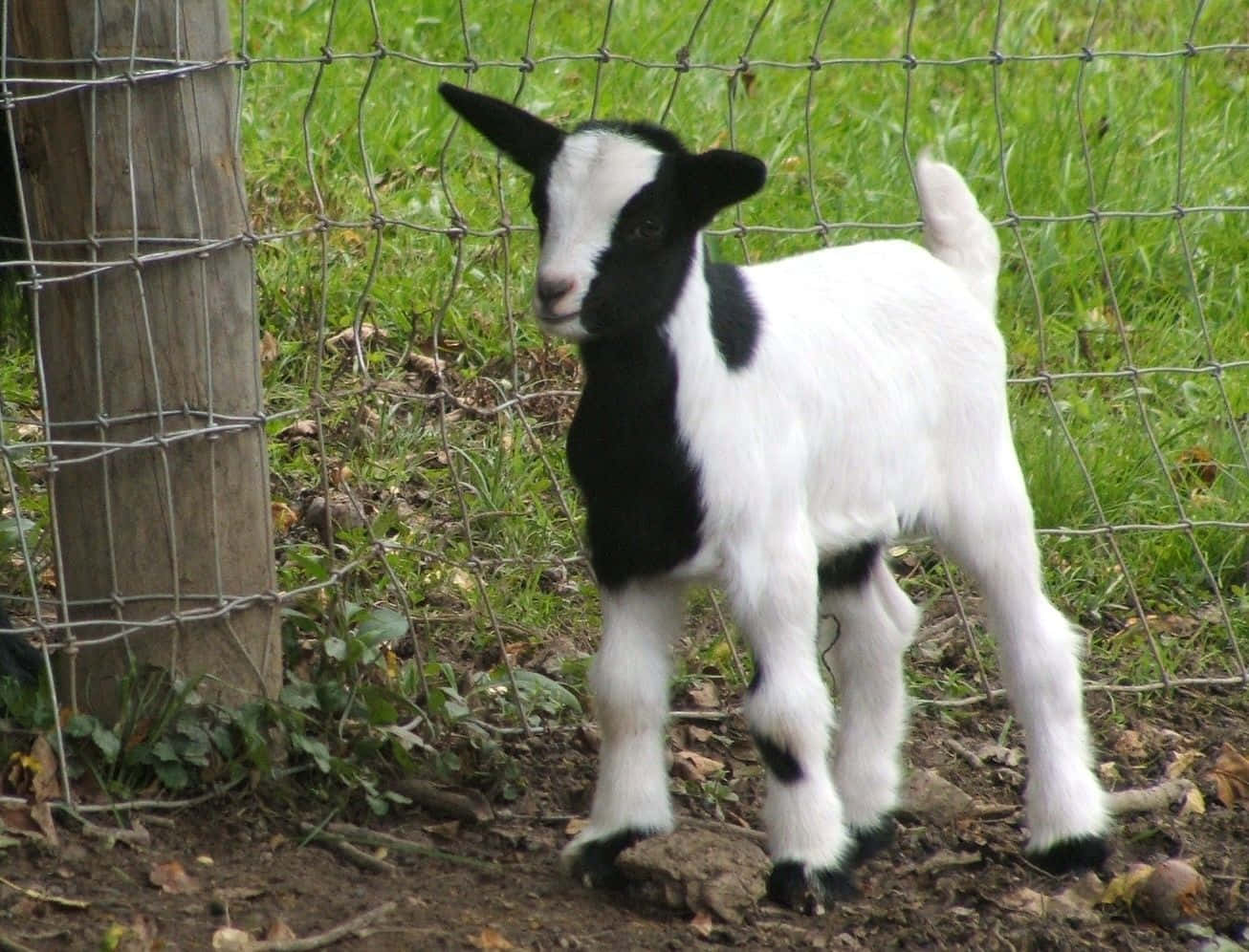 Black White Cute Goat Picture