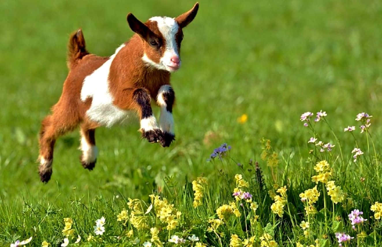 Delightful Snapshot of an Adorable Goat