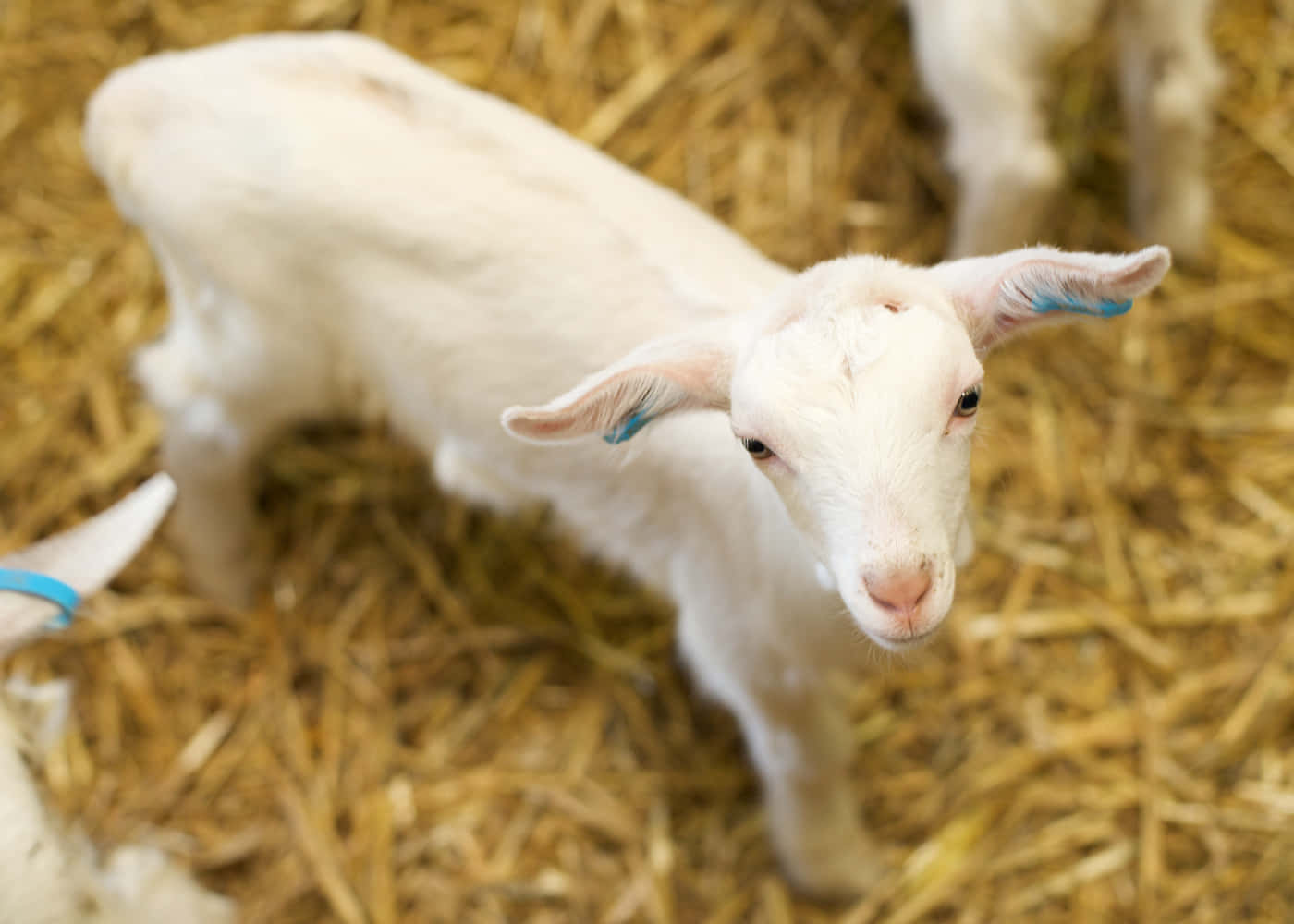 White Cute Goat In Barn Picture