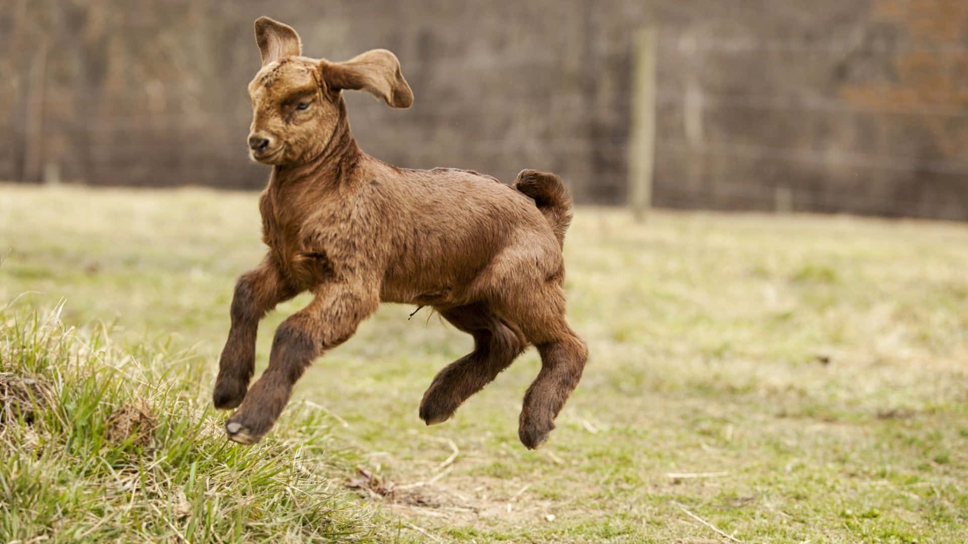 Brown Cute Goat Jumping Picture