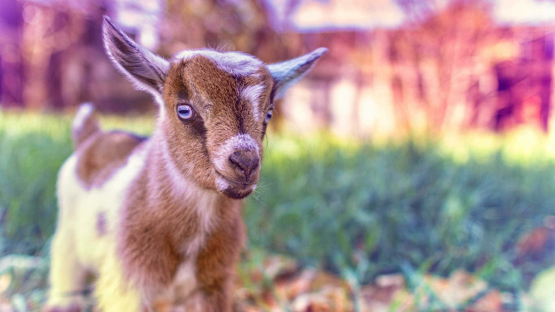 Aesthetic Cute Goat Kid Picture