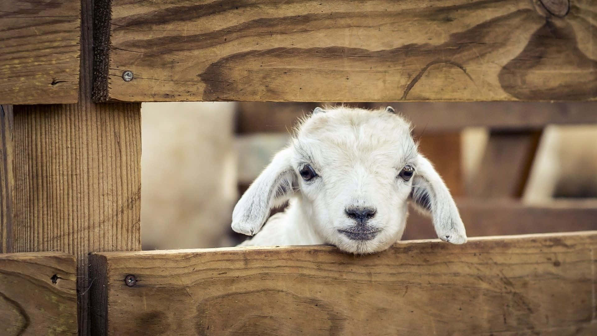 White Cute Goat Peeking At Fence Picture