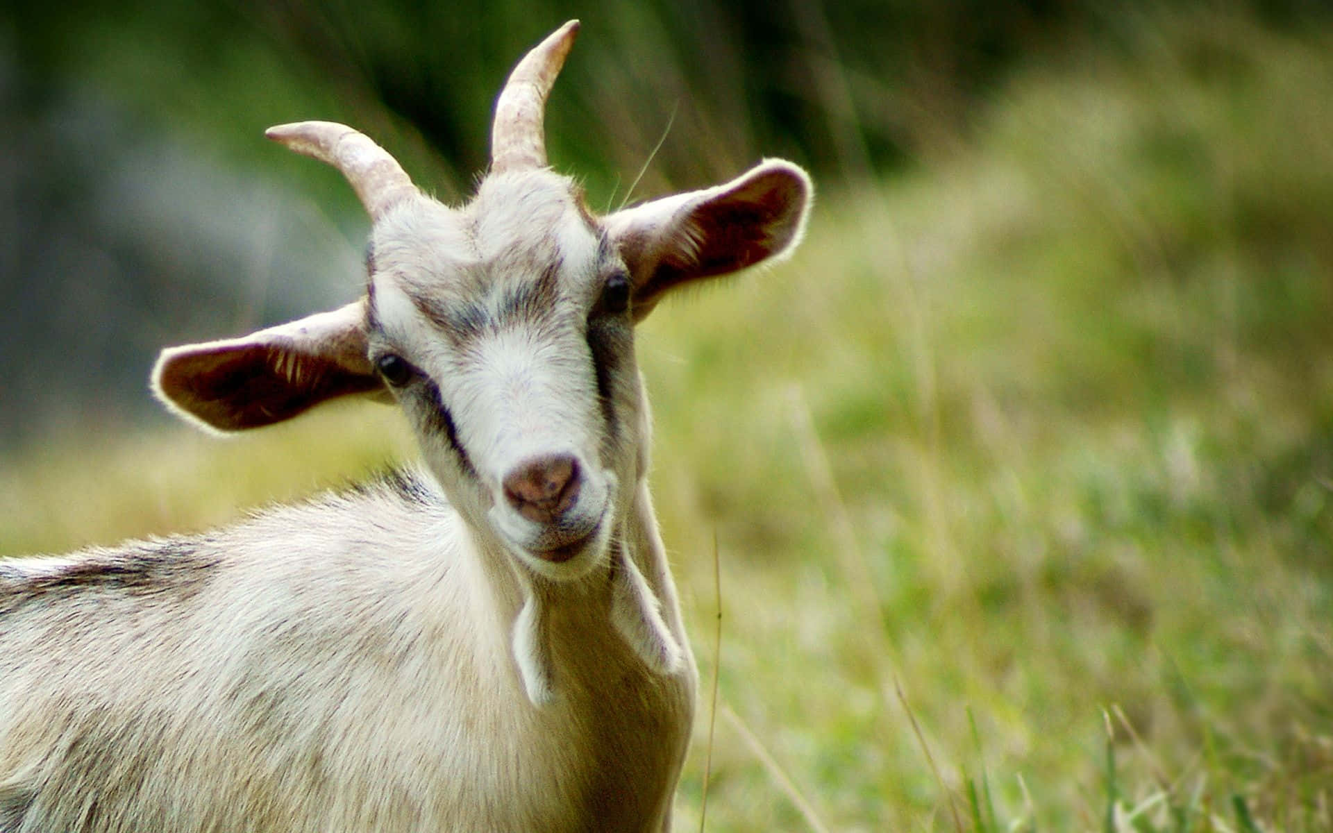 White Short Horned Cute Goat Picture