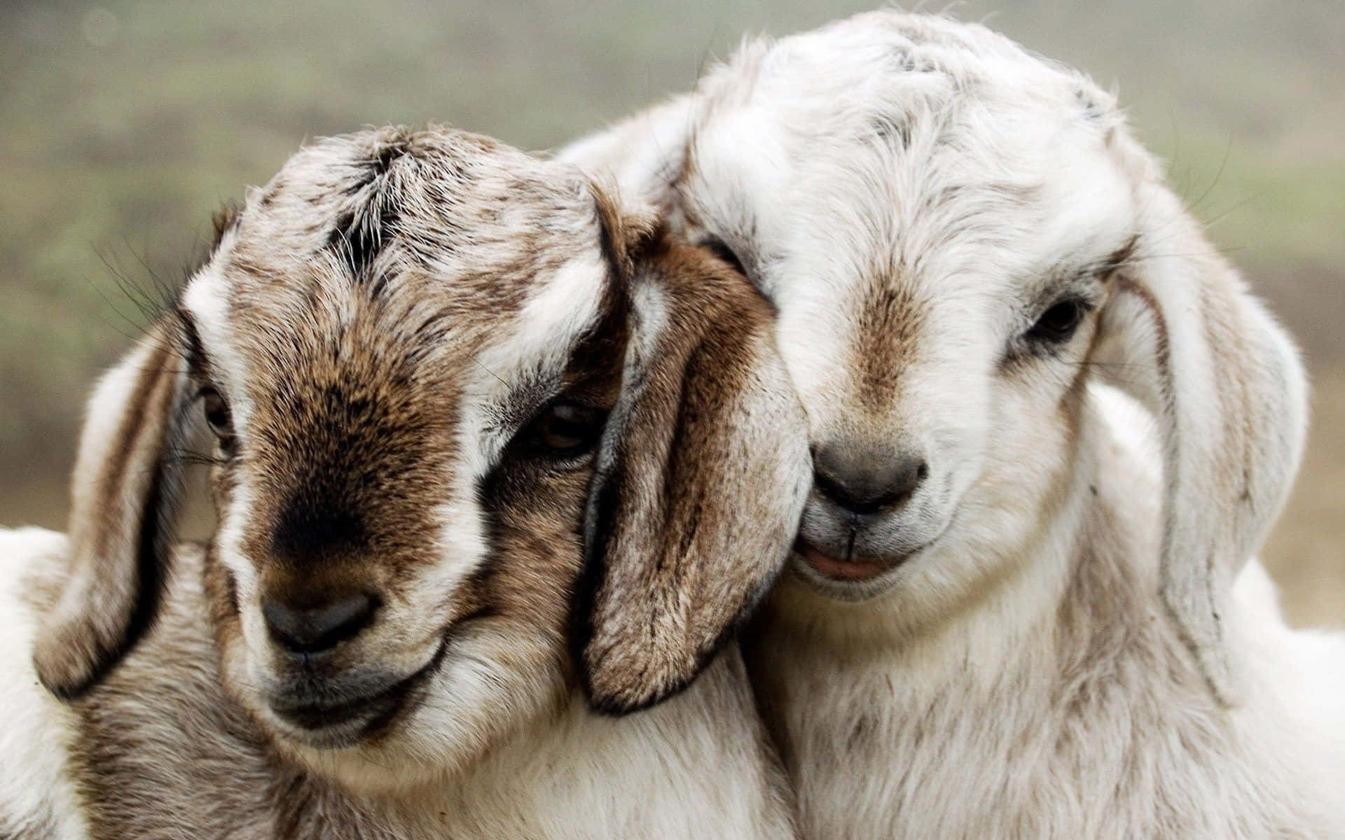 Two Cute Goat Close Up Picture