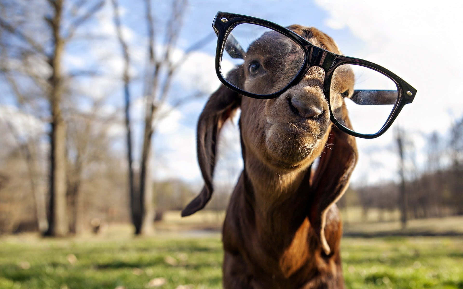 Cute Goat With Eyeglasses Picture
