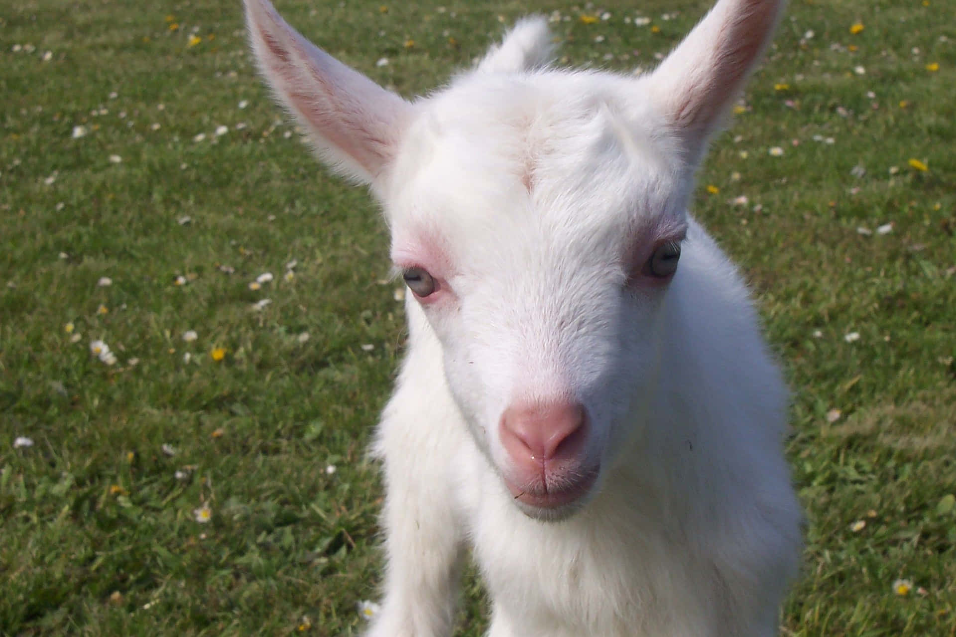 White Kid Cute Goat Picture