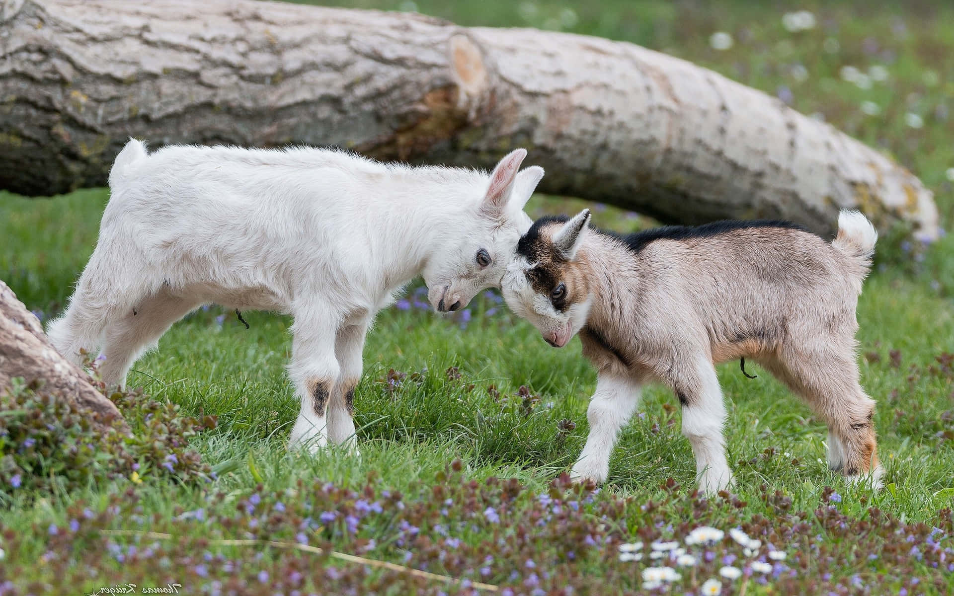Cute Goat Kid Fighting Picture