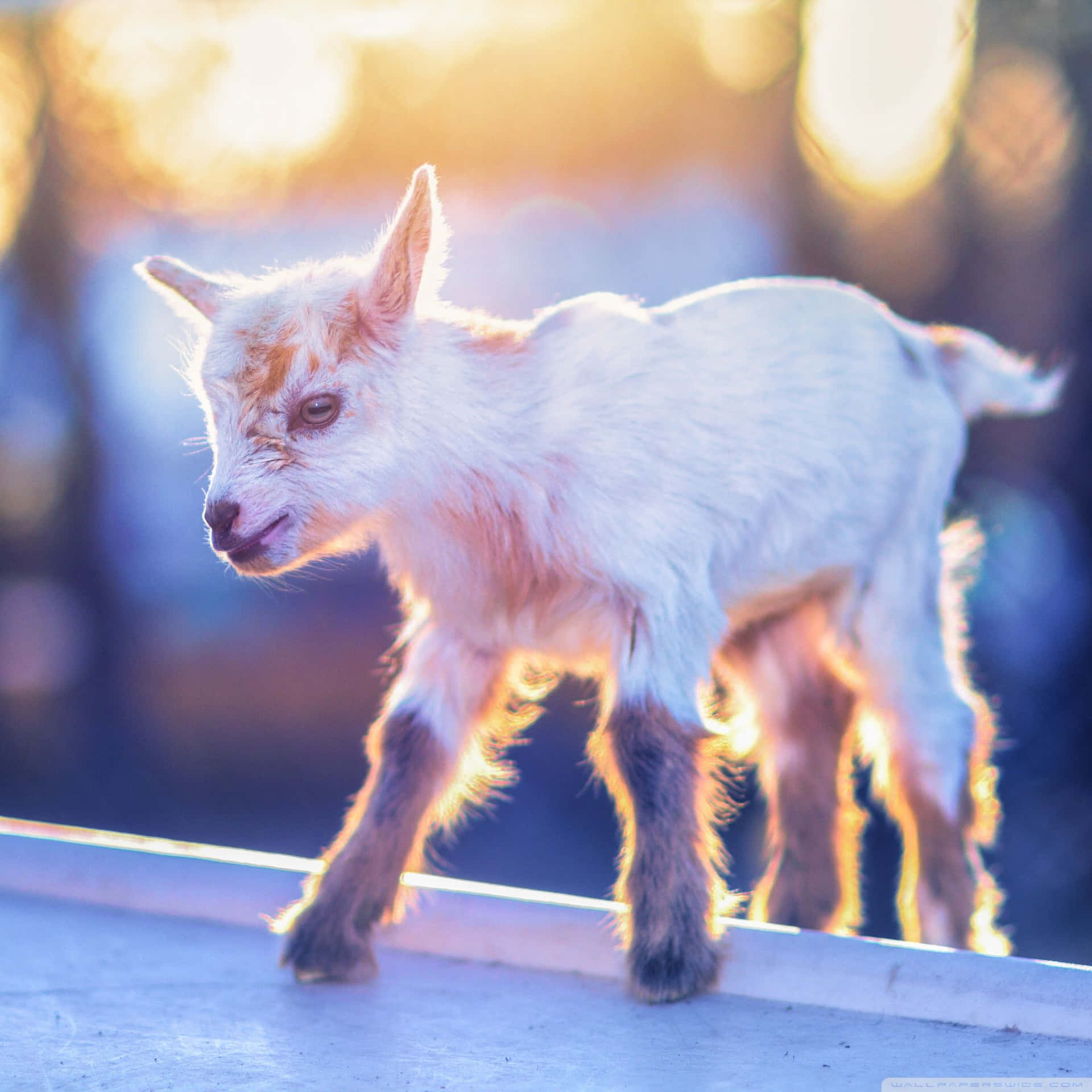 Cute Goat Golden Hour Picture