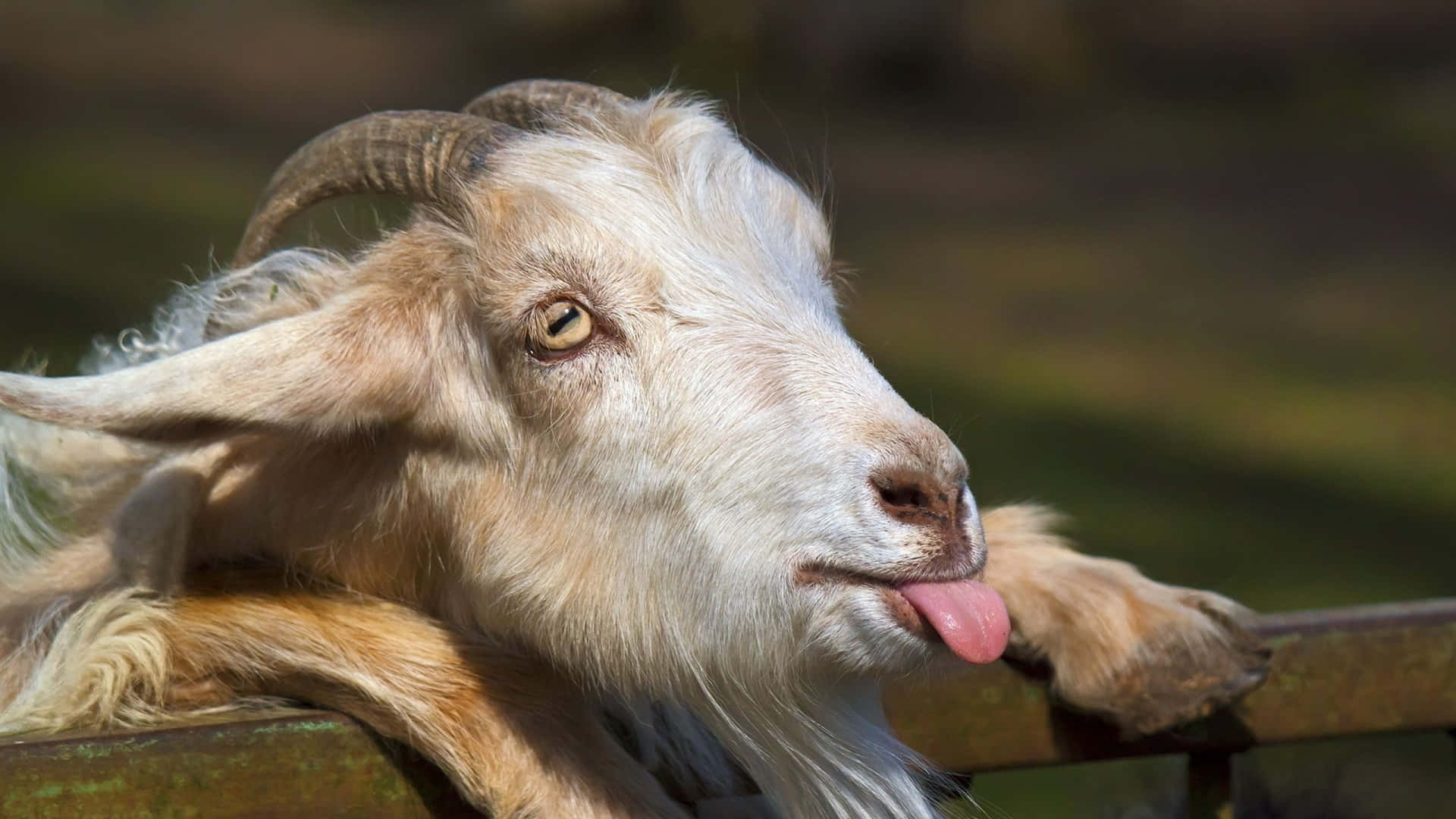 Cute Goat Tongue Out Picture
