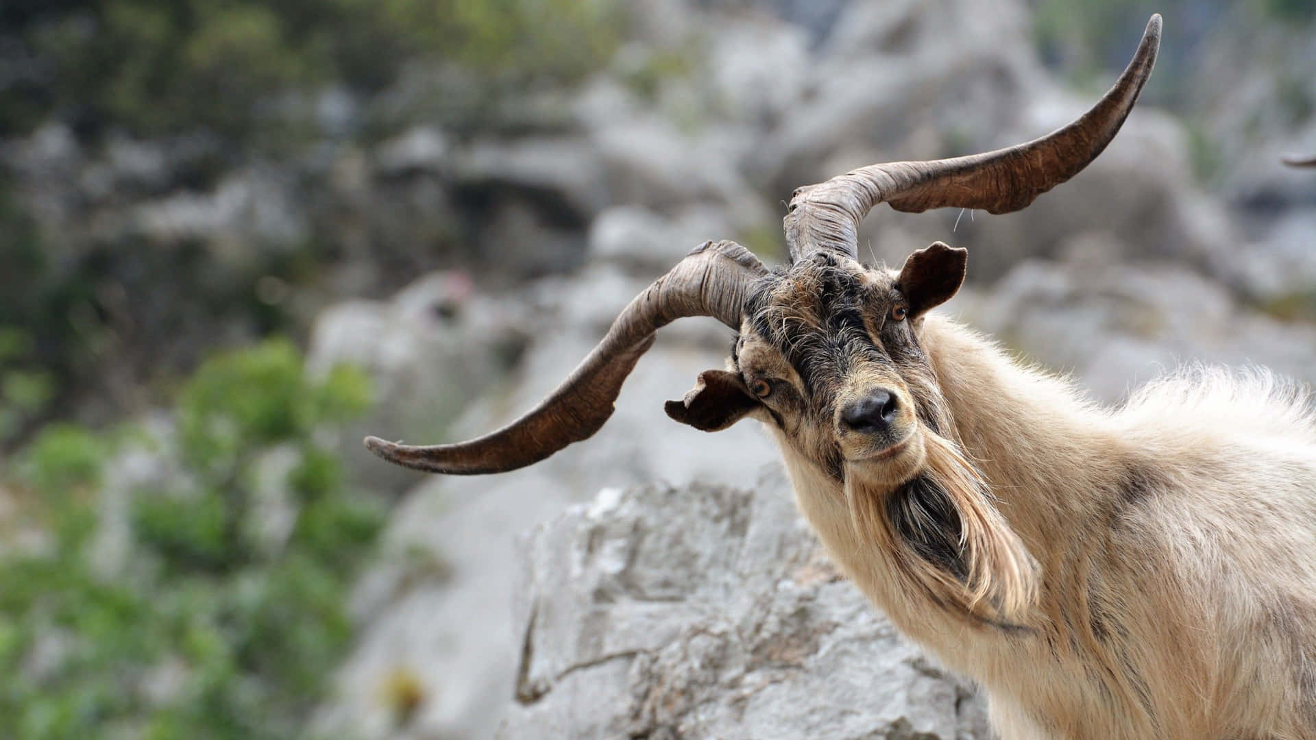 Long Horned Cute Goat Picture