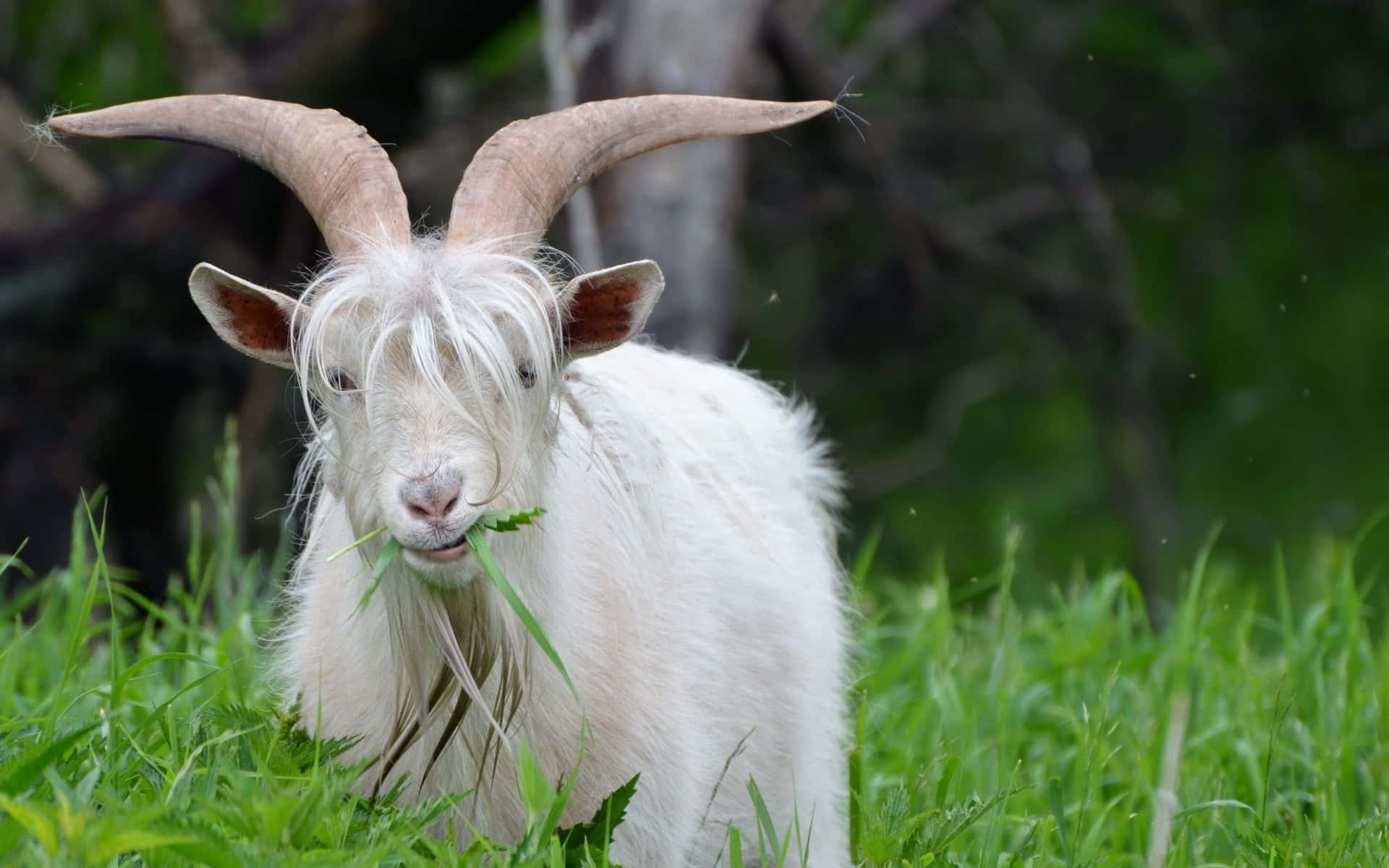 White Cute Goat Eating Grass Picture