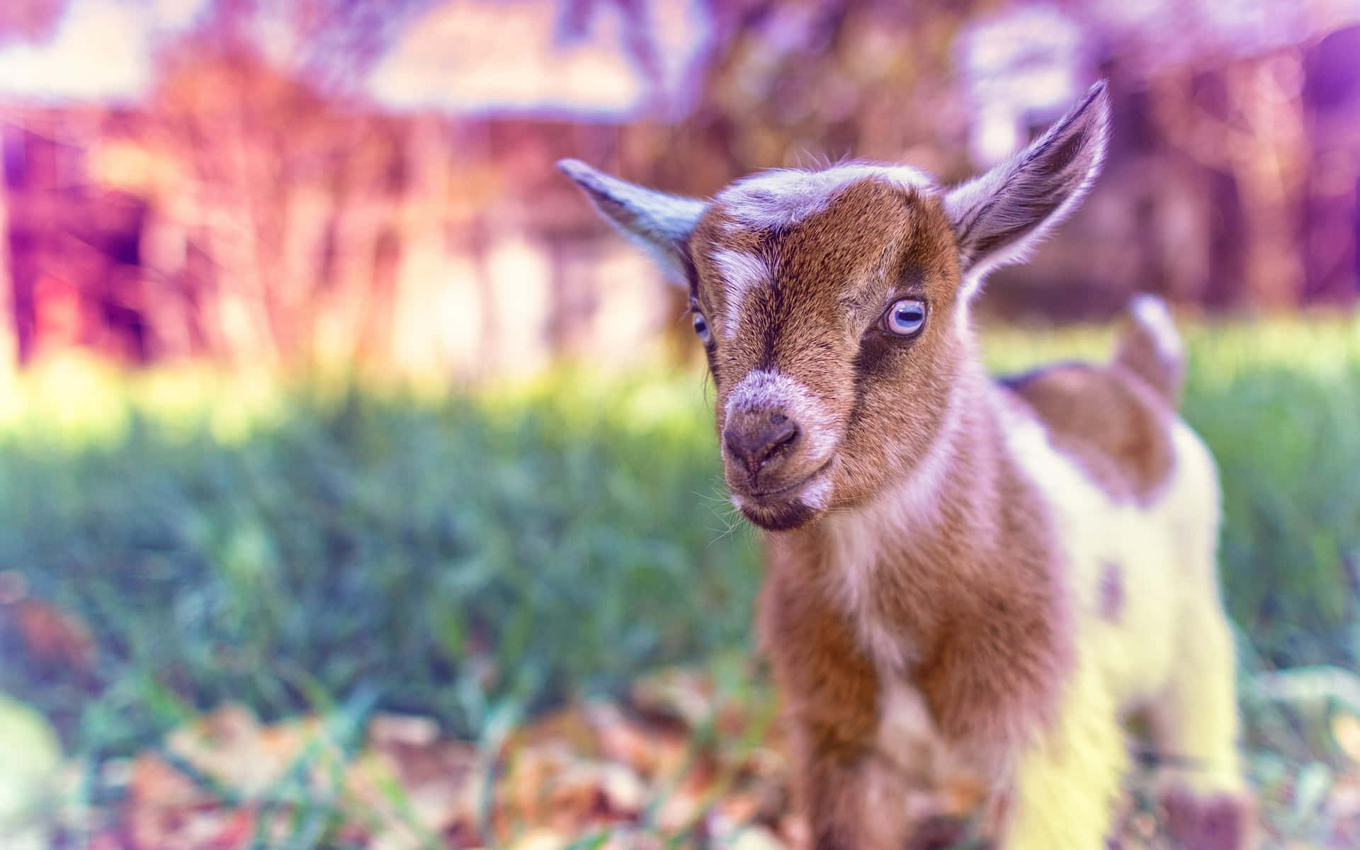 Baby Cute Goat Desktop Picture