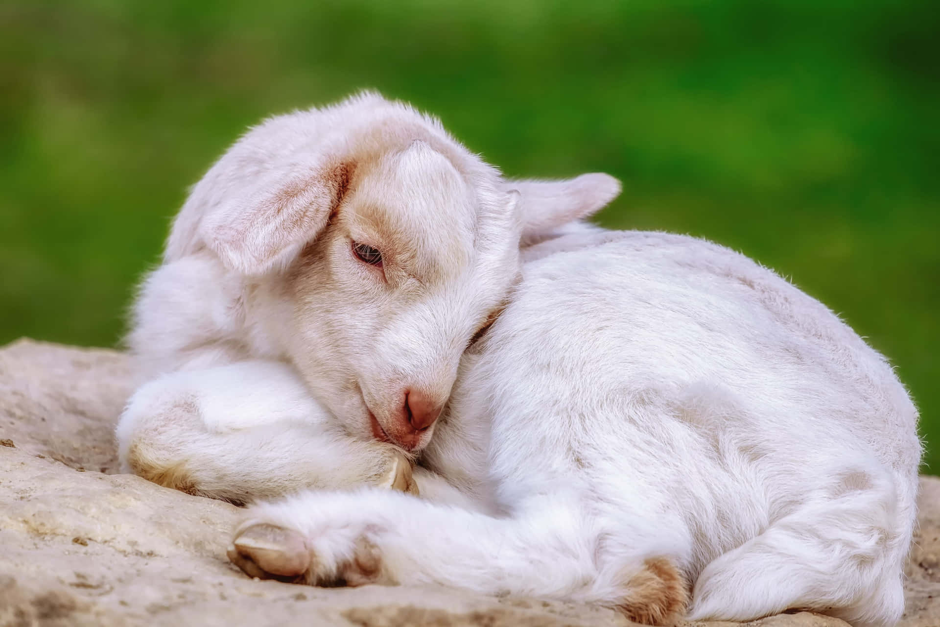 Cute Goat Curl Position Picture
