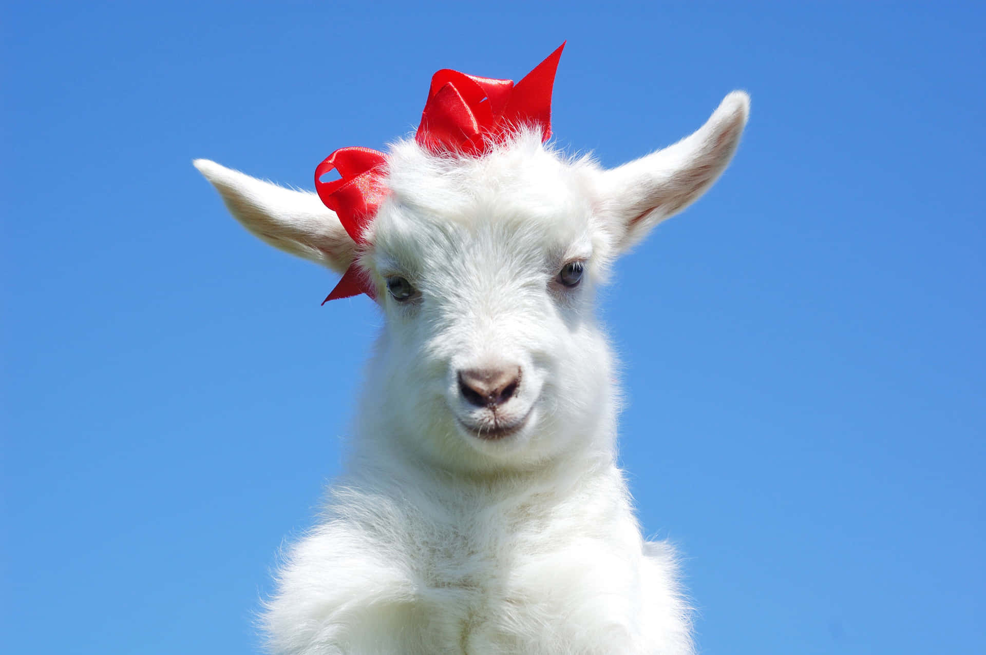Cute Goat With Red Ribbon Picture