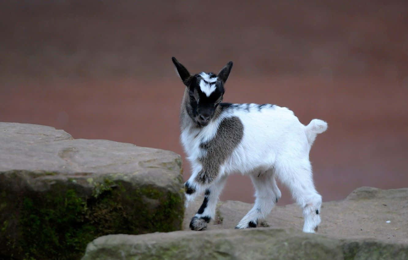 White Cute Goat Kid Picture
