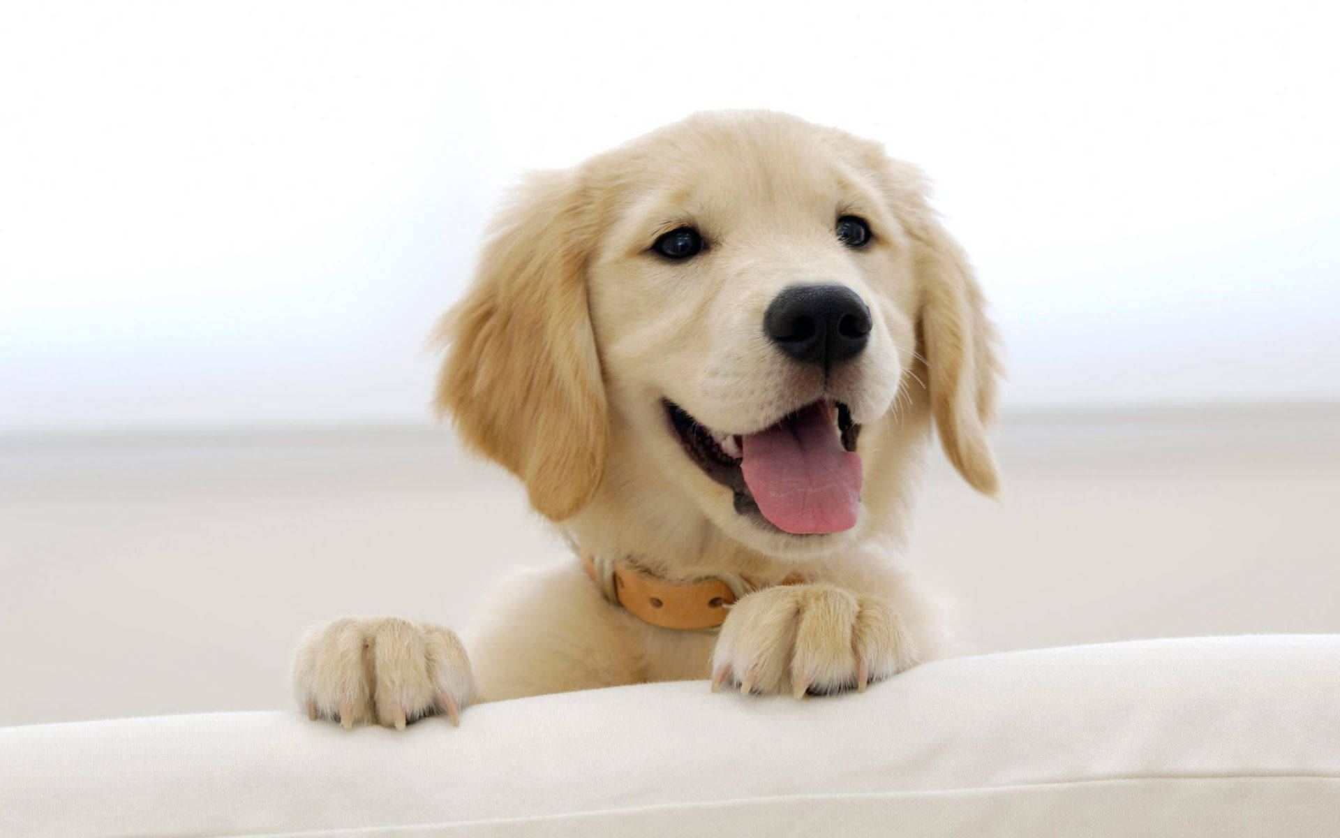 Cute Golden Retriever Puppy Wallpaper