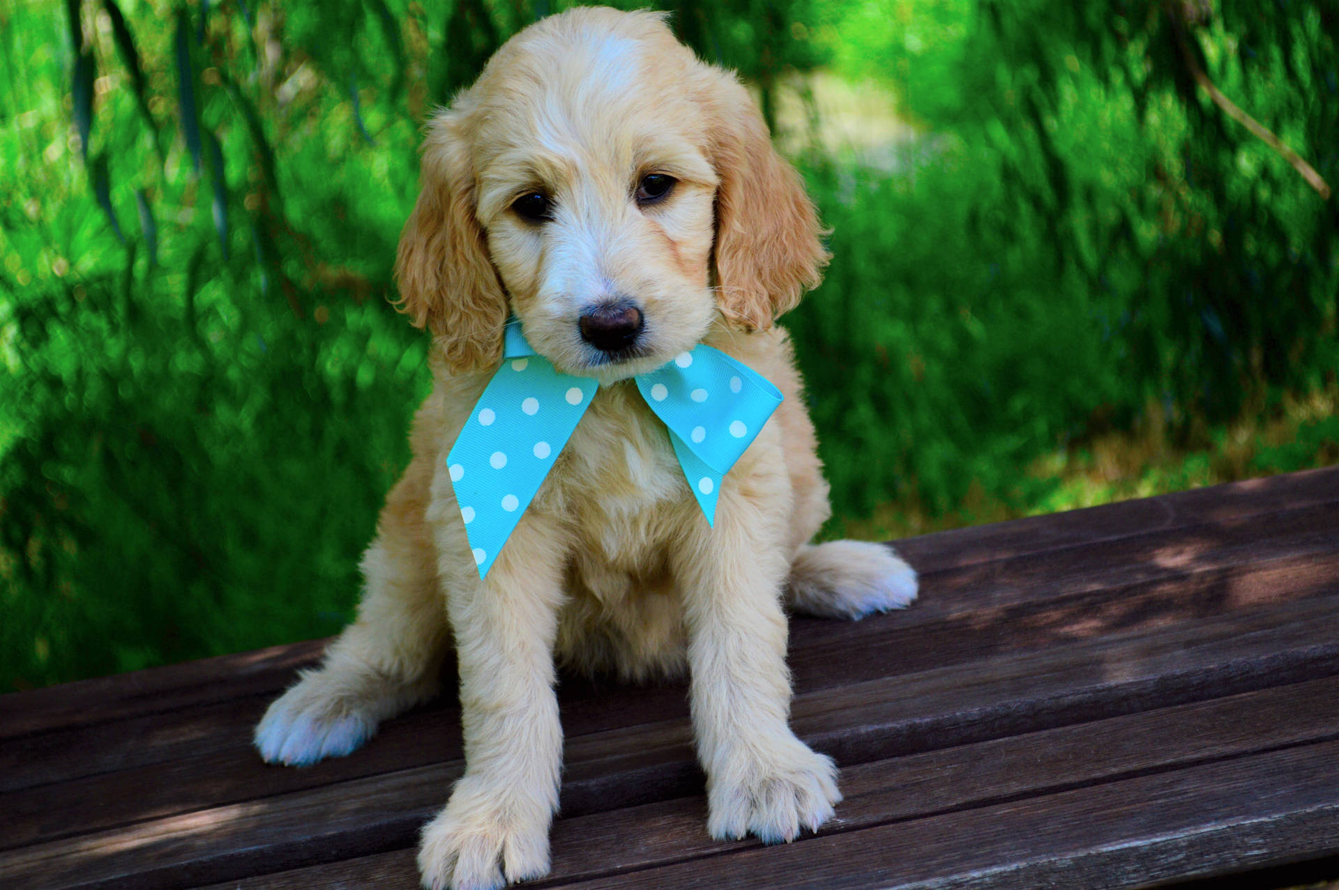 Cute Goldendoodle Puppy With Bow Tie