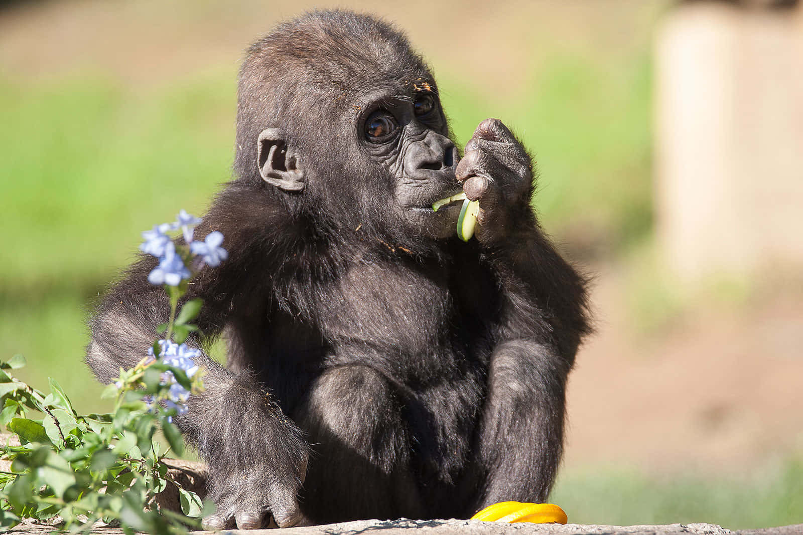 Cute Gorilla Eating Wallpaper