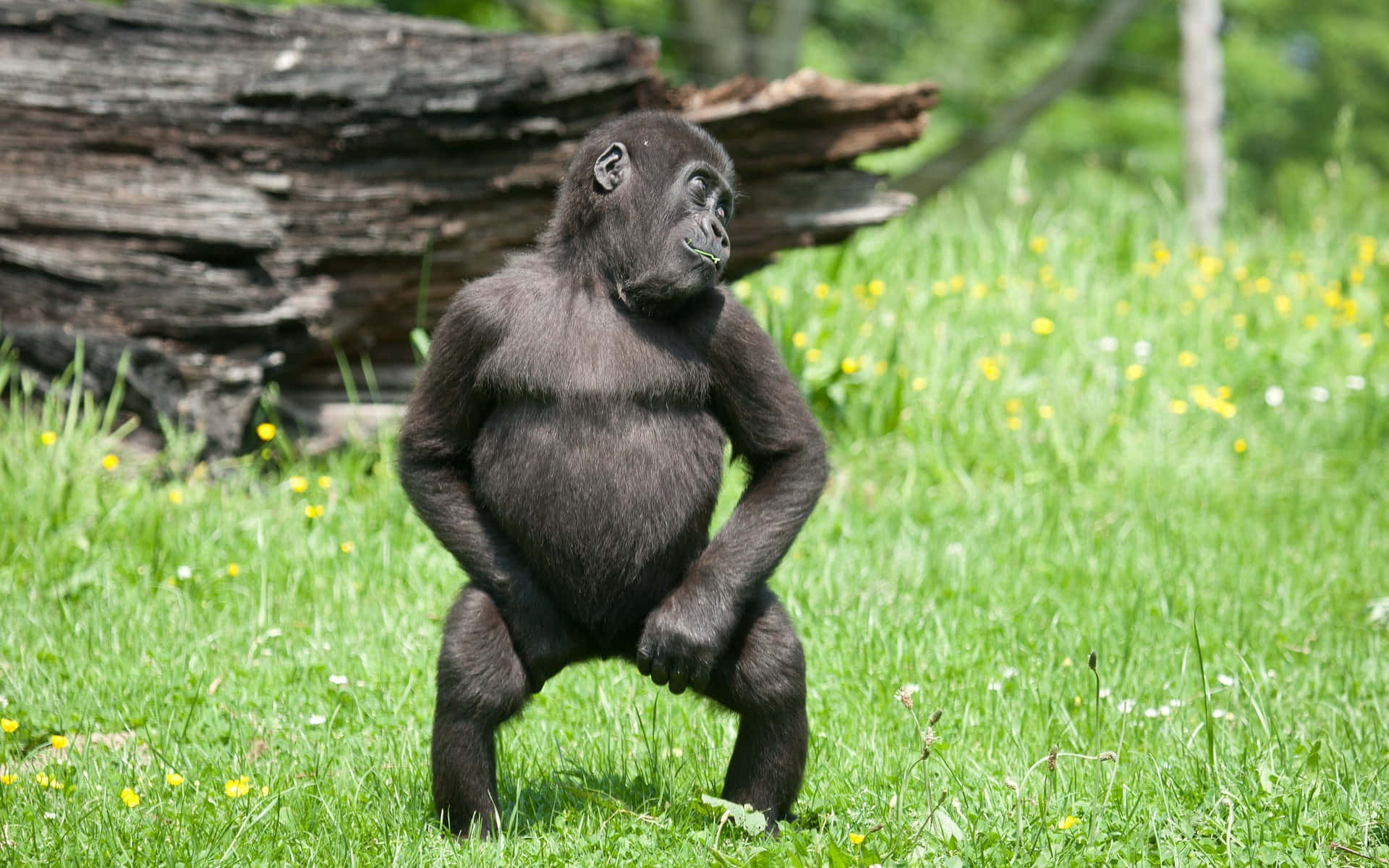 Sød Gorilla danse tapet. Wallpaper
