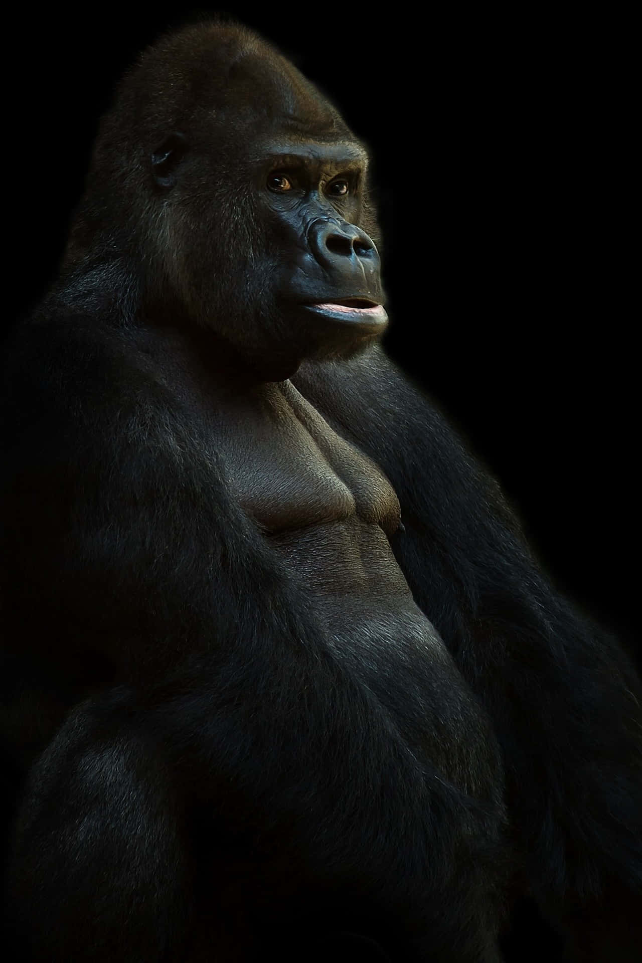 ¡miraa Este Adorable Gorila! Fondo de pantalla