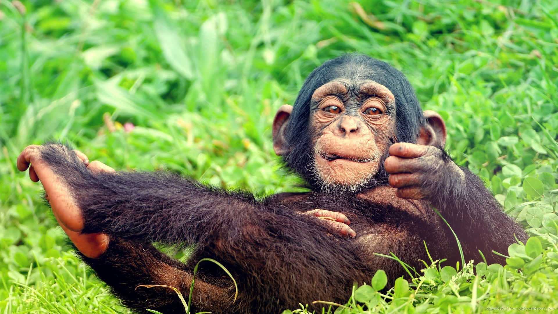 Unamigable Bebé Gorila Saluda Alegremente Fondo de pantalla